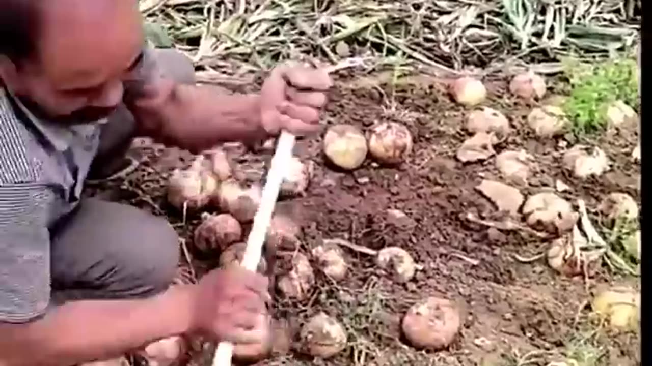 Onion Harvest Fresh From Farm