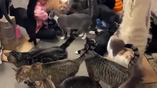 Cat funny