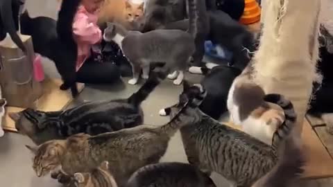 Cat funny