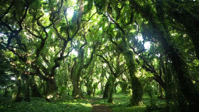 Jungle Light Time Lapse