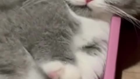 "Laugh-a-Minute: Hilarious Animal Antics in Bite-Sized #Shorts!"