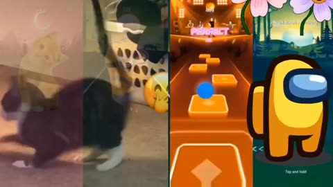 Funny cat cute animals with pop music vs Among us and Minion