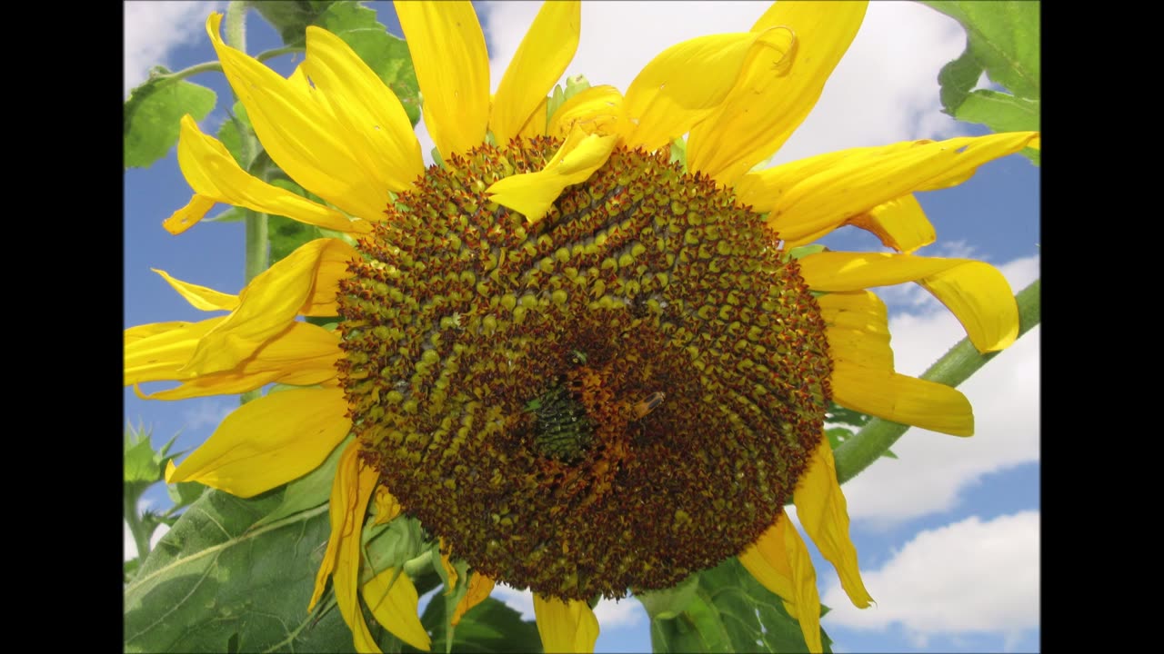 Symbol Of Positivity Giant Sunflower August 2024