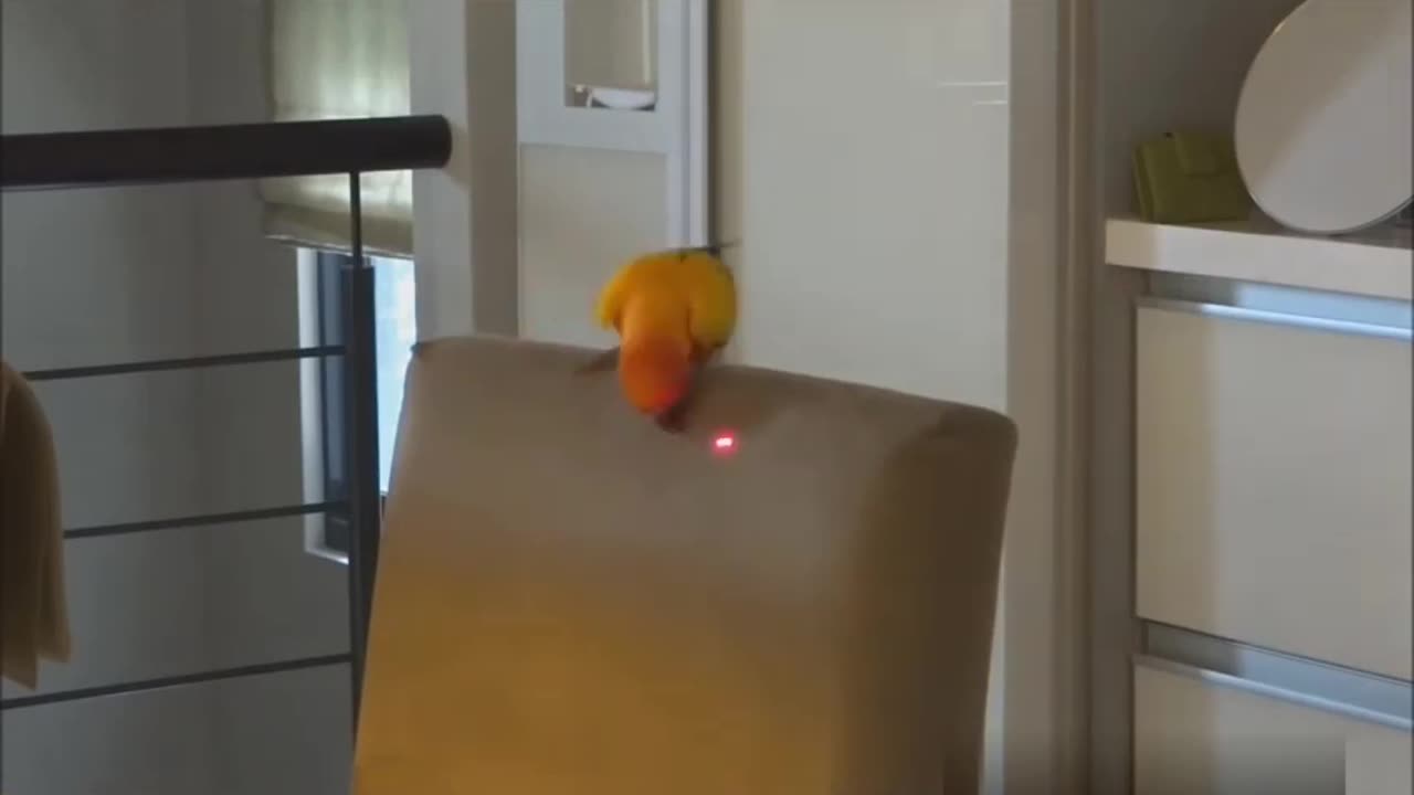 FUNNY PARROTS Funny BIRDS Compilation