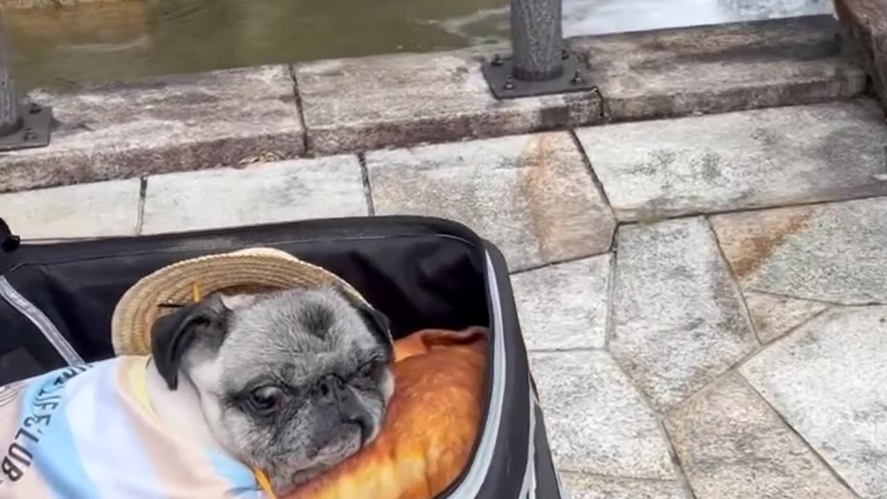 cute dog