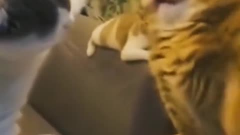 #funnyanimals #catsoftiktok