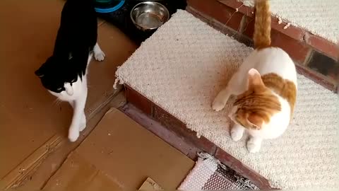 Epic Cat Fight