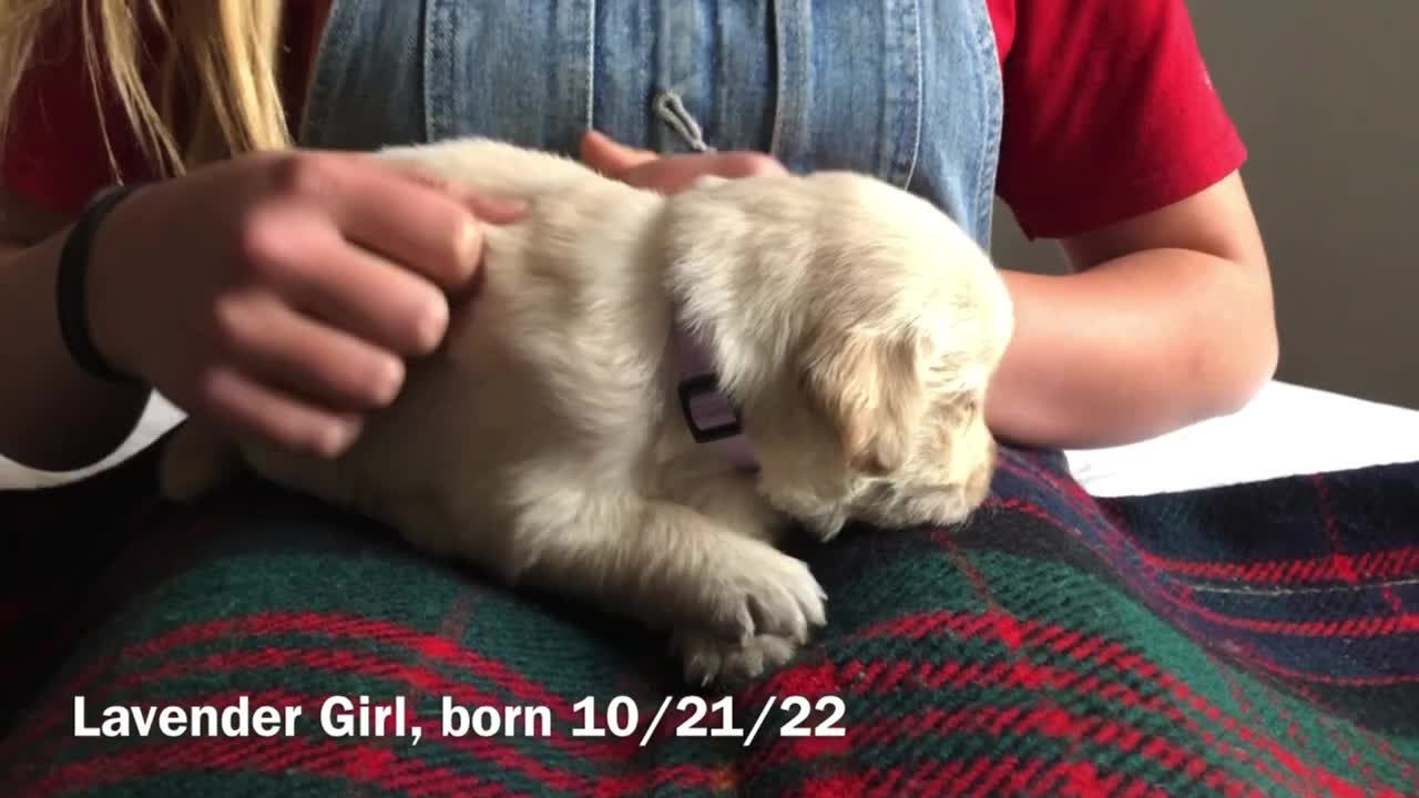 Lavender Girl born Oct 21 2022