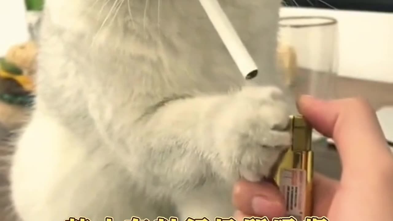 A cat who is smoking cigarettes with her mother.😲😲