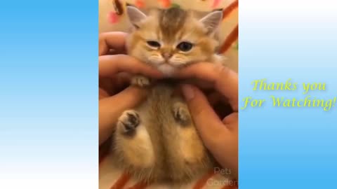 Funny animals١١