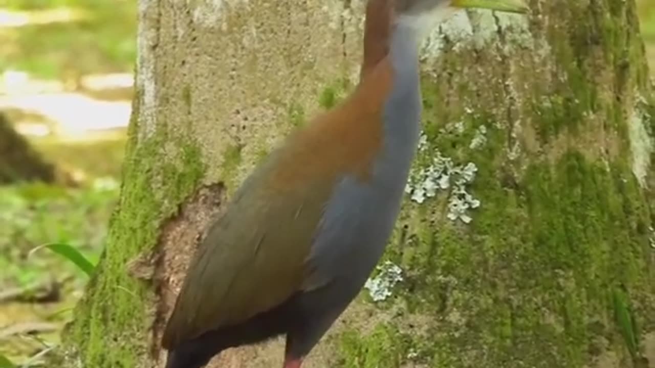 Birds amazing Sounds