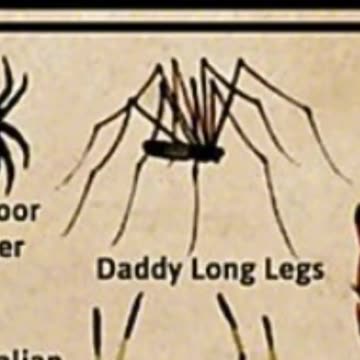 Types Of Spiders - Daddy Long Legs