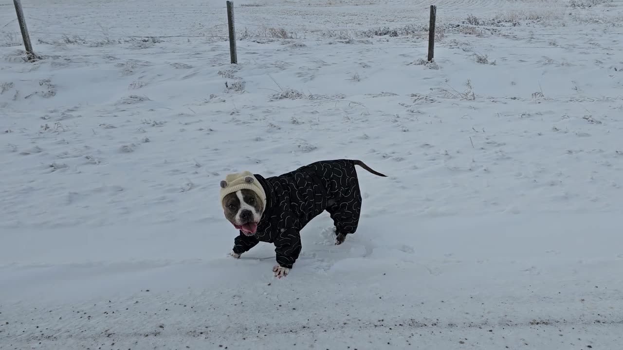 Pittie in a Snowsuit