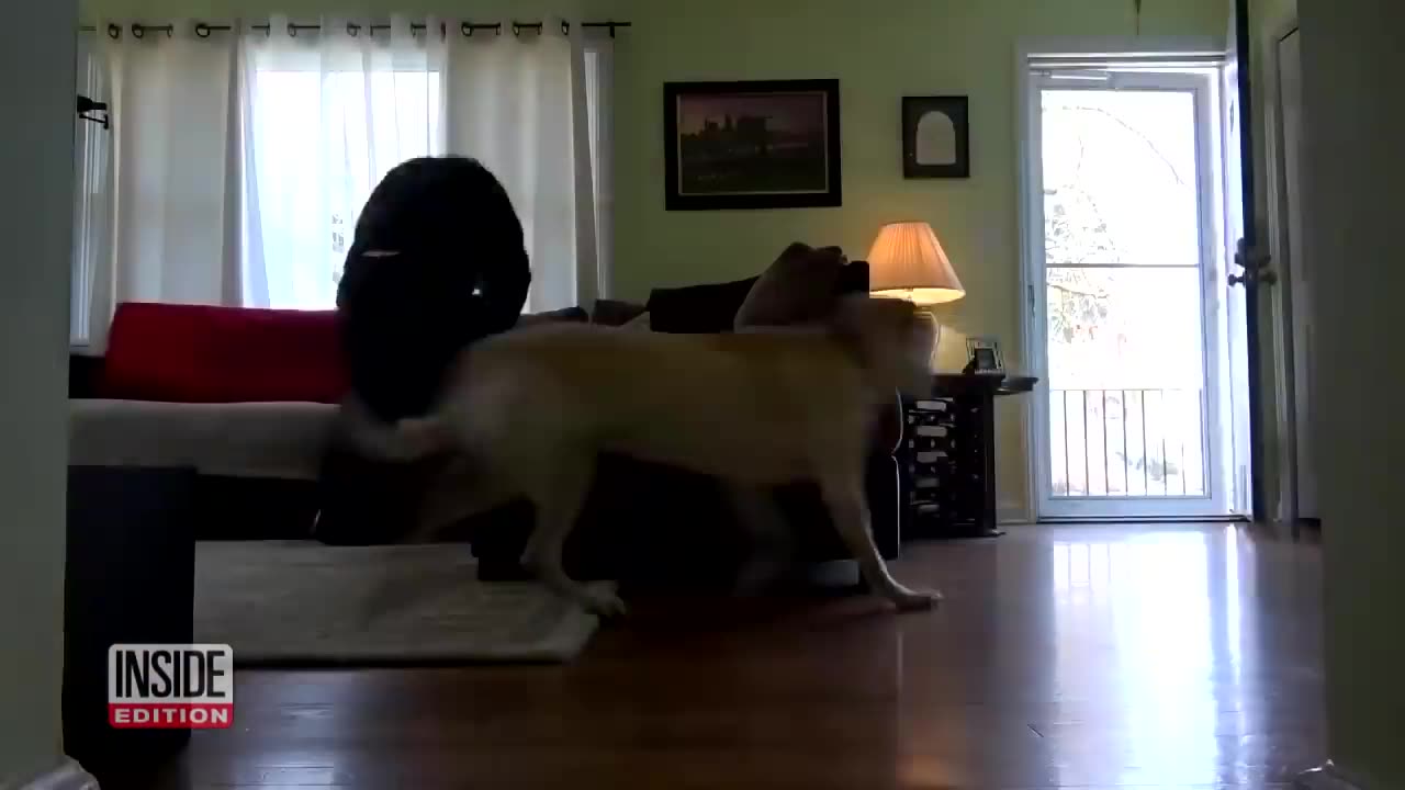 Dogs tested to see whether they defend their owners or not?