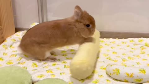 Cute Bunny 🐰