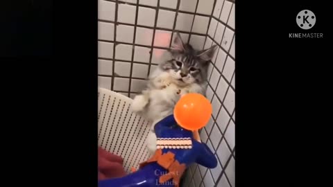 #Funny animals played with thyself !!!