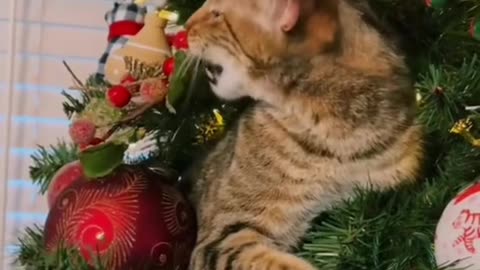 Cats and Christmas Trees! Funny cat videos