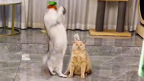 Funny Cats 🤣 ( Cats toy box 🎁 ) Cats Funny videos 🤣, cats playing toy