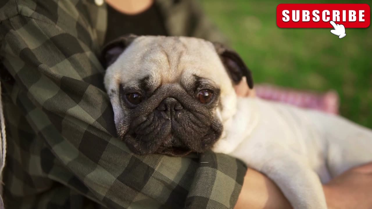 Ist ein Mops schwer zu erziehen?