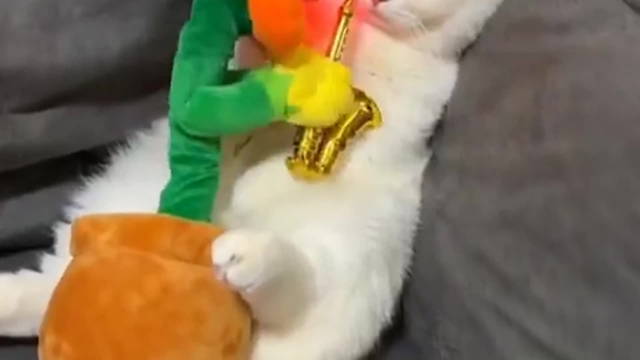 Funny cat