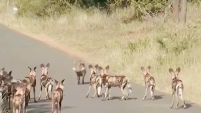 Is a pack of hounds afraid of a wild boar? I can't believe it