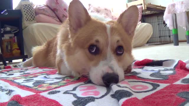 Adorable corgi drying himself off after bath