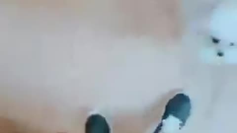 20180818文贵先生视频： Snow今天要去与女朋友约会了