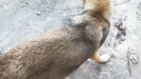 Dog and Chicken playing funny video