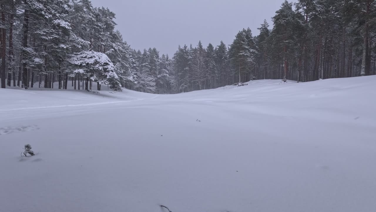 Peaceful Vibe Snowstorm in a Forest Clearing