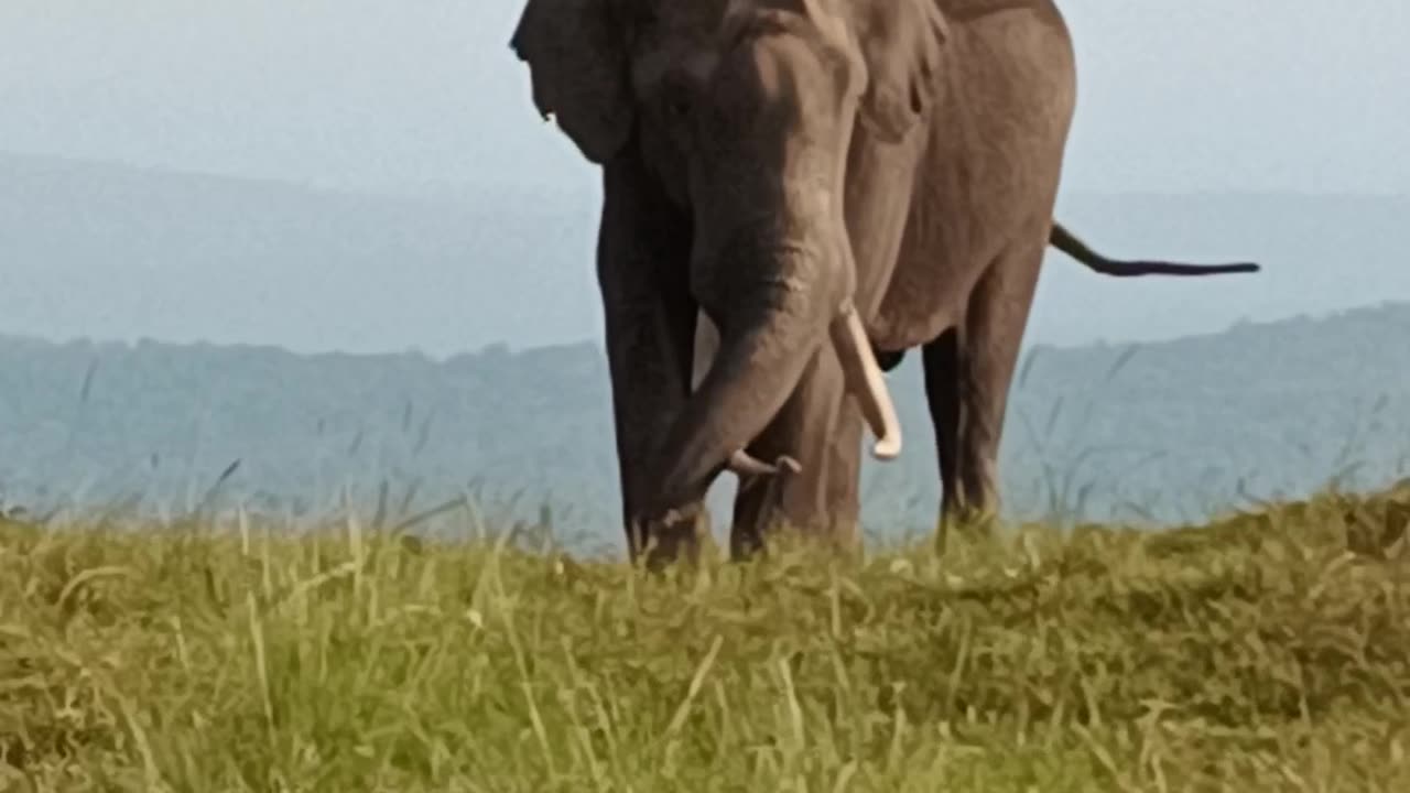 Live elephant 🐘 capture