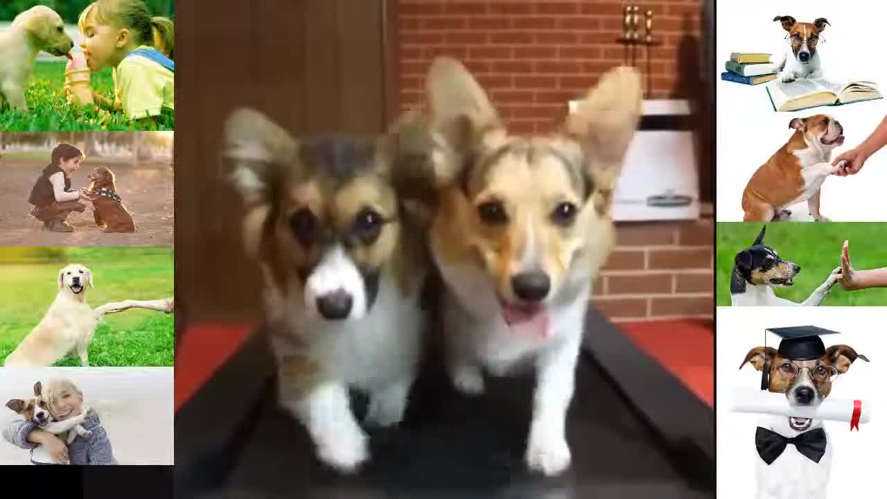 Funny, Cute Dogs