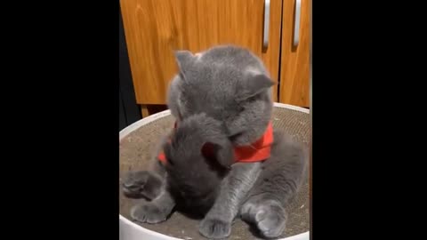 THE BEST FUNNY CATS VIDEOS OF 2021!