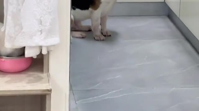 Xin có miến mà làm căng 😂#pet #hàihước #dog #cute #dongvat #dogsofttiktok #trending