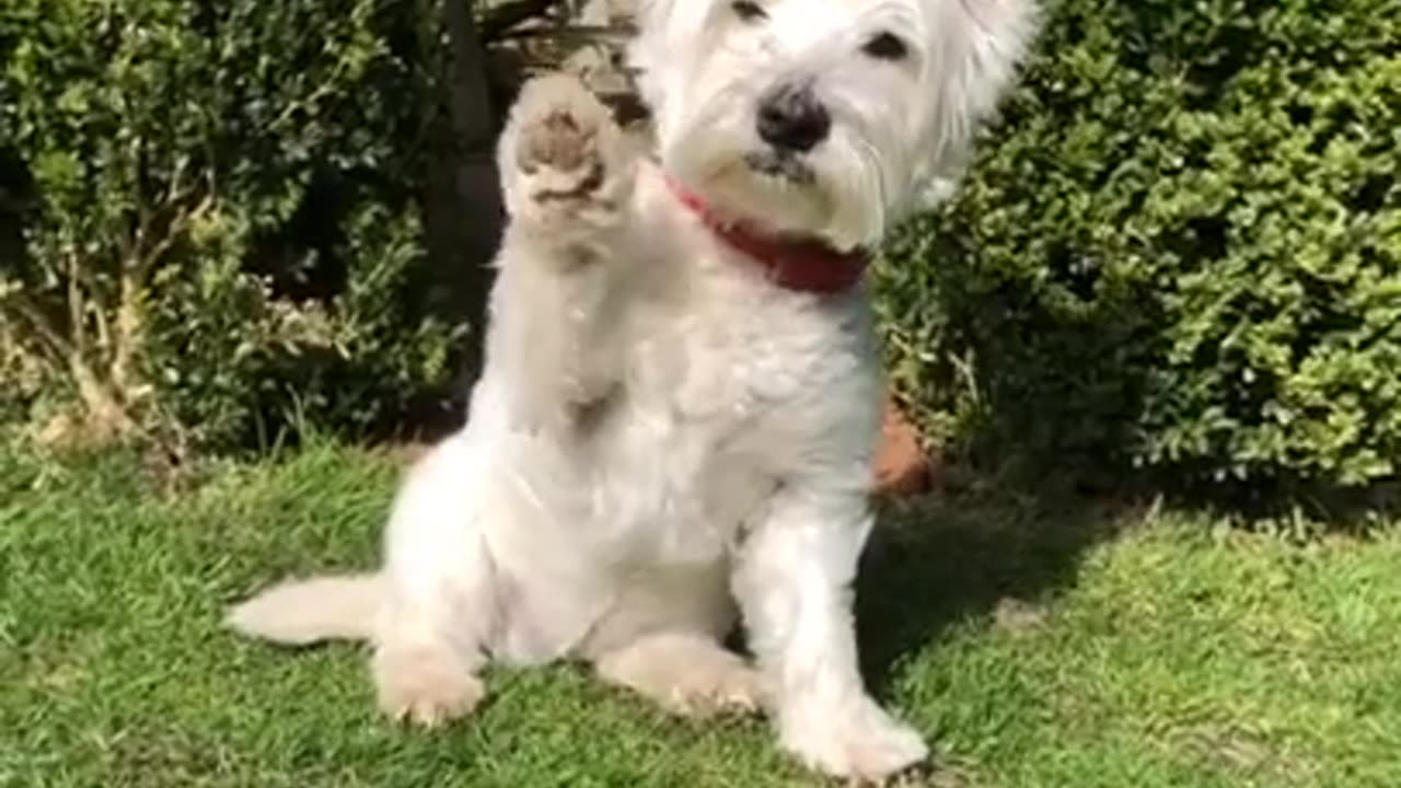 CUTE WESTIE PUPPY IN THE YARD