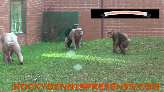 Chimpanzee Grabbing Balls