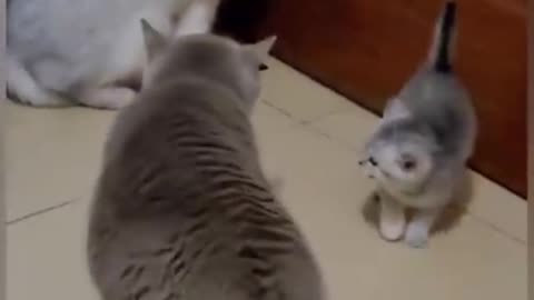 Cat funny video