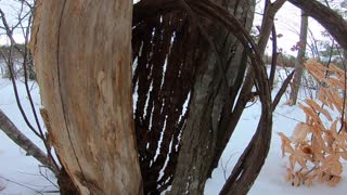 Tree Bark