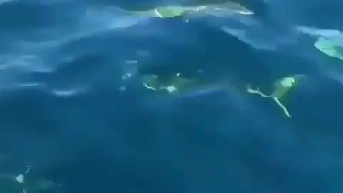 This is a beautiful and charming water-dwelling species