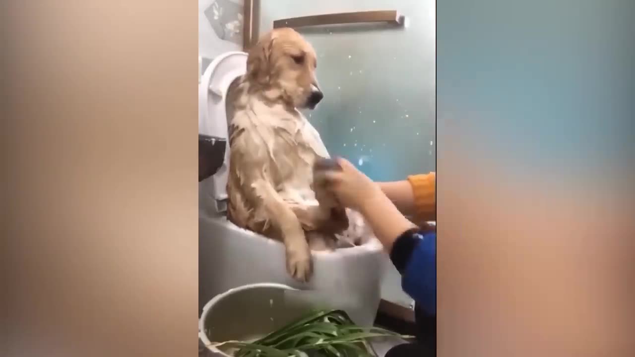 Funny Animal Videos 2023 😂 - Funniest Cats And Dogs Video 😺😍