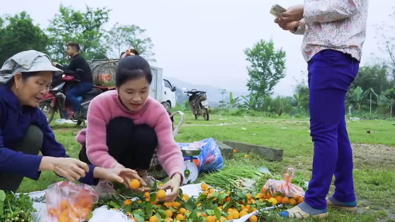 Harvesting Coriander and Small Tangerine Goes to the market sell | Free New Life