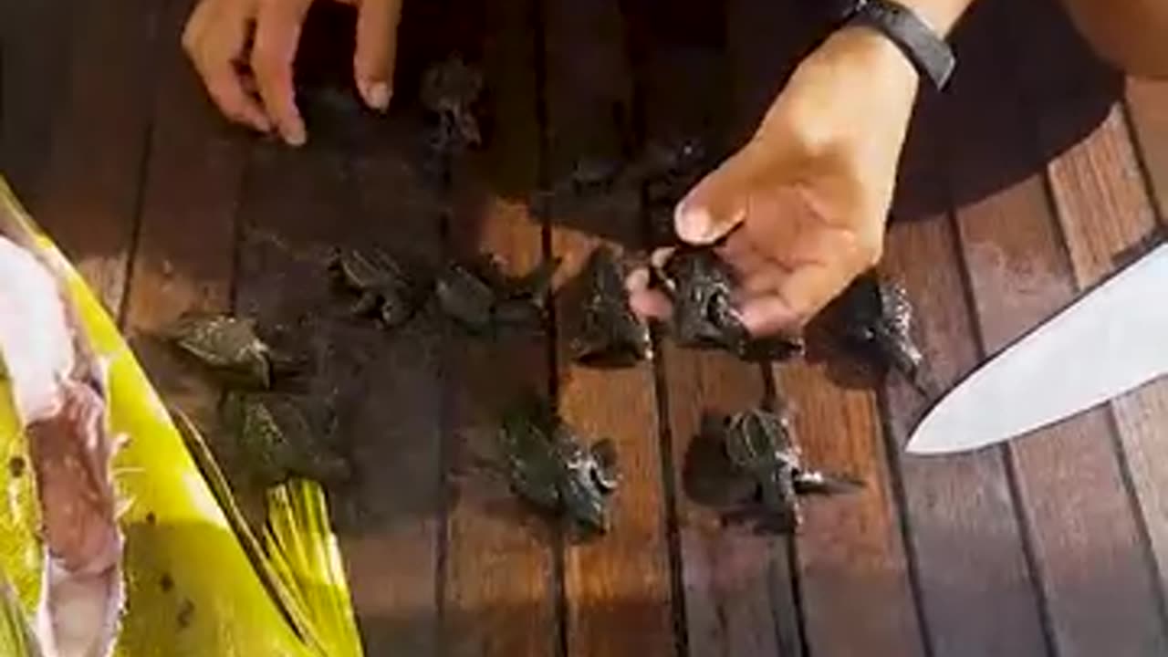 😱😱OMG fish swallow 32 baby turtle😱😱😱