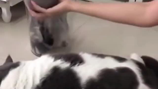 cats funny compilation