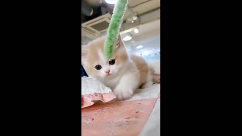 Funny Cat 😺 videos 🤣🤣🤣