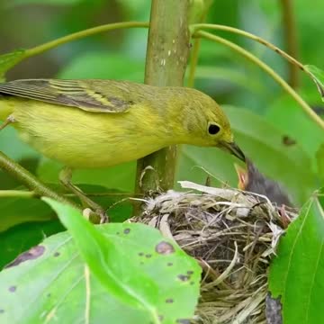 Birds mother feeding their hungry barbies
