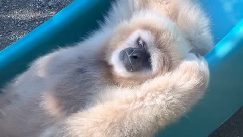 Gibbons Are Very Social Animals that unlike most other primates often form long-term bonds and sometimes mate for life