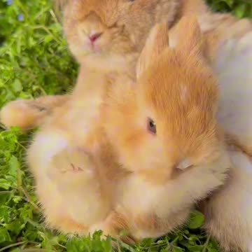 Cute bunnies