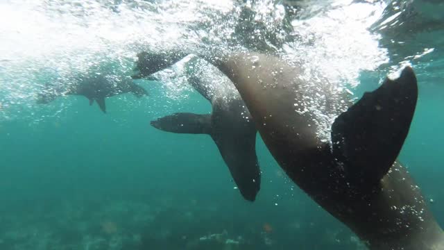 Seals underwater