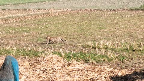 💥 When Cat catching a mouse and running 😀 Funny Animal Video Live