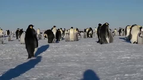 Penguins live in the extremely harsh environment in the Antarctic, but they live wonderfully