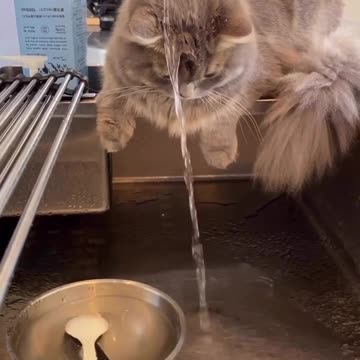 Funny cat under water funny animales